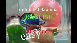 daphnia moina culture Easy way Unlimited production English  with sub Green water Chlorella [upl. by Horatia]