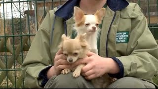 45 Chihuahuas aus MessieWohnung in Hamburg befreit [upl. by Ysdnyl622]