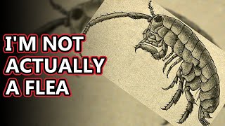 Sand Flea facts actually a crustacean  Animal Fact Files [upl. by Petras]