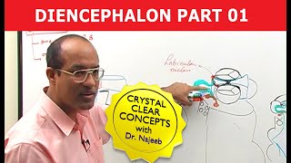 Diencephalon  Neuroanatomy  Part 12 [upl. by Sotnas]