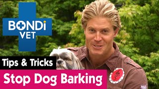 How To Stop Your Dog Barking Excessively  Bondi Vet Pet Tips [upl. by Asenab]