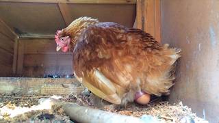 Chicken laying an egg [upl. by Lorenz]