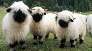 Valais Blacknose Sheep  World’s Cutest Sheep [upl. by Rothmuller717]