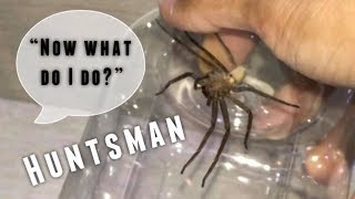 CATCHING a little HUNTSMAN SPIDER [upl. by Wendel506]