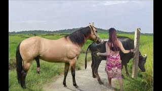 My sister training care her lovely horse in beginner 2021 [upl. by Alakam]