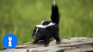 Baby Skunks Trying To Spray  Funniest Compilation [upl. by Ingalls331]