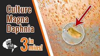 How to culture DAPHNIA MAGNA  The easy way [upl. by Belayneh231]