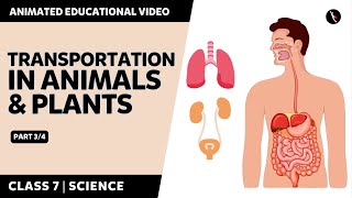 Transportation In Animals And Plants  Part 34  NCERT Class 7  Science  English Explanation [upl. by Airbmac721]