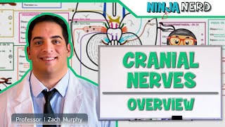 Neurology  Cranial Nerves Overview [upl. by Niliram]