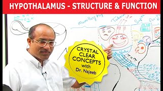 Hypothalamus  Structure and Function  Neuroanatomy [upl. by Editha]