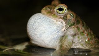 Il canto dello smeraldino Rospo smeraldino Bufo viridis [upl. by Aihsram]