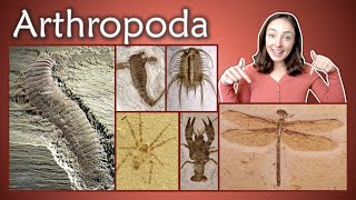 Arthropoda Pt 1 Chelicerata Crustacea Insecta Myriapoda Invertebrate Paleontology  GEO GIRL [upl. by Zielsdorf]