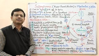 Diabetes Mellitus Part10 Mechanism of Action of Sulfonylurease  Antidiabetic Drugs  Diabetes [upl. by Gaultiero]