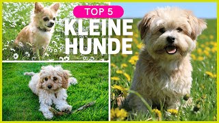 Top 5 kleine Hunderassen  Kleine Hunde zum verlieben ❤ [upl. by Adele]