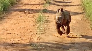 The Most Excited Baby Rhino Ever [upl. by Donal]