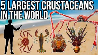 5 Largest Crustaceans In The World [upl. by Ahsoet692]