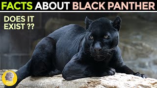 FACTS ABOUT THE BLACK PANTHER [upl. by Viviyan636]