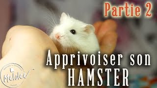 Manipulations et apprivoisement du hamster  partie 2 [upl. by Clie890]