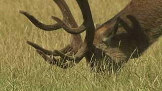 Irate man chases Fenton the dog in Richmond Park [upl. by Avehs]