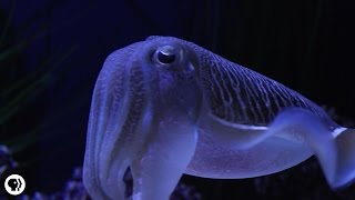 Cuttlefish Disco Camouflage Chameleons of the Sea [upl. by Ahsart]