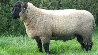 Suffolk Sheep  Large Meat Producers [upl. by Nivle706]