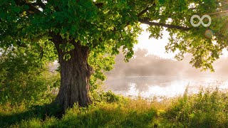 Beautiful Piano Music  Relaxing Music Study Music Stress Relief Sleep Music Erin [upl. by Linda585]