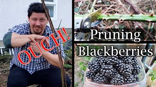 How To Prune Blackberry Bushes  A Guide To Better Yields [upl. by Savihc]