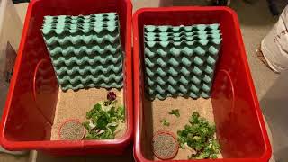 How to setup a Dubia Roach Colony [upl. by Aveline]