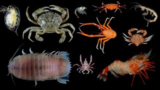 Facts Crustaceans [upl. by Anelrac270]