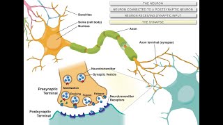 Intro to Neuroscience [upl. by Anirazc904]