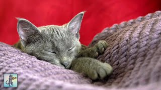 Adorable Sleepy Cats  Cute Kittens amp Relaxing Piano Music 🐈 [upl. by Noeled]