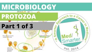 Protozoa  Microbiology  USMLE STEP 1  Part 1 of 3 [upl. by Zoes]