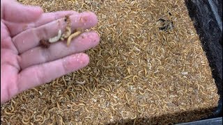 MEALWORM FARMING FOR BEGINNERS – How to Maintain a Healthy Mealworm Farm [upl. by Zachariah457]