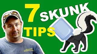 7 SKUNK Repellent and Removal TIPS  updated [upl. by Norvun]