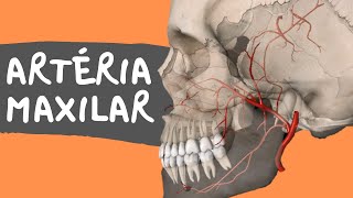 Carotid Artery Stenting video [upl. by Knepper]