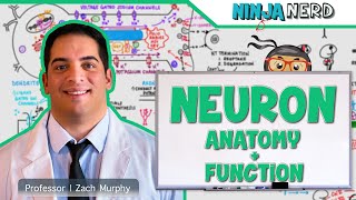 Neurology  Neuron Anatomy amp Function [upl. by Gilly]