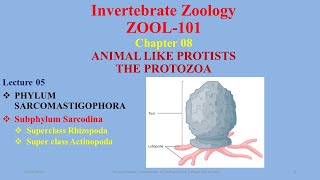 Subphylum Sarcodina Superclass Rhizopoda Actinopoda Heliozoans Actinopoda Amoeba [upl. by Middle]