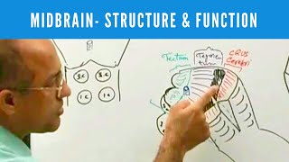 Midbrain  Structure and Function  Neuroanatomy [upl. by Aznofla]