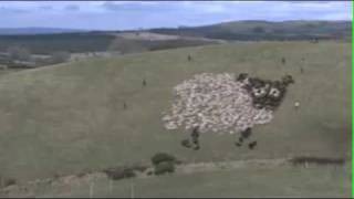 Extreme Sheep Herding  With Lights [upl. by Nihhi]