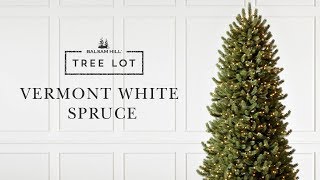 Vermont White Spruce  Tree Lot [upl. by Lezley]