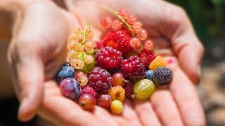 Harvesting 12 DIFFERENT kinds of BERRIES at ONCE from the GARDEN [upl. by Hullda]