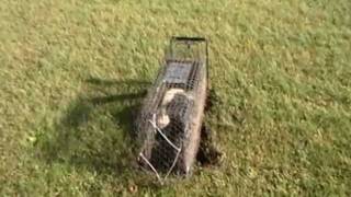 SKUNK trapped and killed without getting sprayed [upl. by Colfin828]