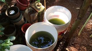 How to grow Green Water Algae [upl. by Nyladnarb]