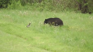 Skunk Sprays Inquisitive Bear  ViralHog [upl. by Animas]