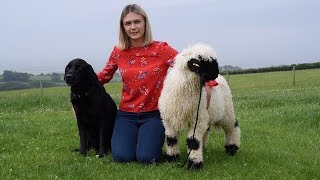 Fluffy Sheep Acts Like Pet Dog [upl. by Zirkle]