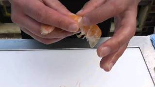 Passionate About Fish  How to prepare fresh langoustine [upl. by Nad800]