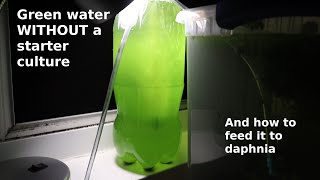 Green Water WITHOUT a Starter Culture  From Scratch  How To [upl. by Agee]