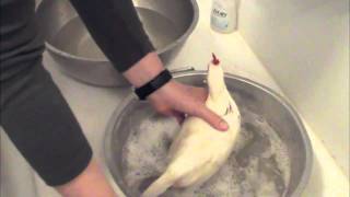 Chicken Keeping Basics  How To Bathe a Chicken [upl. by Iden]