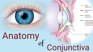 Anatomy of Conjunctiva  conjunctival parts and layers Human eye [upl. by Notliw]