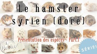 Le hamster syrien Série présentation des espèces [upl. by Reaht279]